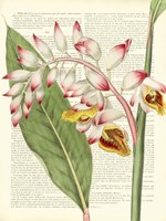 Vintage Botany II Framed Print