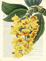Vintage Botany III Framed Print