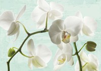 Celadon Orchids Fine Art Print