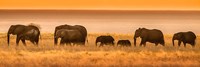 Etosha National Park, Namibia, Elephants Walk In A Line At Sunset Fine Art Print