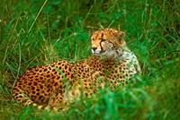 Cheetah Lying In Grass On The Serengeti Fine Art Print