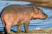 Reddish Very Young Hippo Stands On Shoreline Of Lake Ndutu Fine Art Print