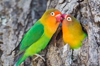 Two Fischer's Lovebirds Nuzzle Each Other, Tanzania Fine Art Print