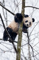 China, Chengdu Panda Base Baby Giant Panda In Tree Fine Art Print