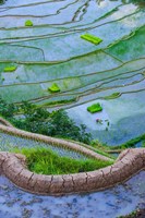 Rice Terraces Of Banaue, Philippines Fine Art Print