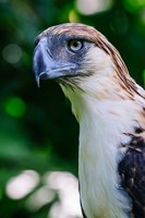 Philippine Eagle Fine Art Print