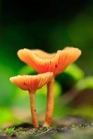 Bright Orange Mushrooms, Queensland Rainforest At Babinda, Australia Fine Art Print