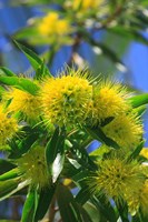 A Bright Yellow Wattle Tree In Suburban Cairns, Queensland, Australia Fine Art Print