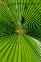 Pattern On Palm Leaf, Cairns Botanic Gardens, Queensland, Australia Fine Art Print