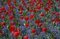 Tulips, Botanic Gardens, Hagley Park, Christchurch, Canterbury, New Zealand Fine Art Print
