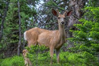 Deer In The Assiniboine Park, Canada Fine Art Print