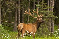 Bull Elk, Bow Valley Parkway, Banff National Park, Alberta, Canada Fine Art Print