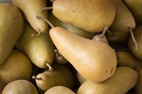 Canada, British Columbia, Cowichan Valley Close-Up Of Harvested Pears Fine Art Print