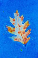 Canada, Quebec, Mount St Bruno Conservation Park Red Oak Leaf Caught In Ice Fine Art Print