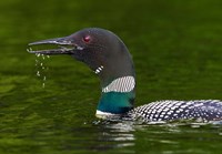 Canada, Quebec, Eastman Common Loon Calling Fine Art Print