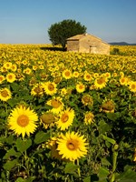 France, Provence, Old Farm House In Field Of Sunflowers Fine Art Print