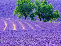 France, Provence, Lavender Field On The Valensole Plateau Fine Art Print