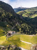 Viniculture Near Klausen In South Tyrol During Autumn, Italy Fine Art Print