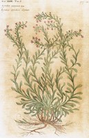 Ageratum Seventeenth-Century Engraving In Bibliotheca Pharmaceutica-Medica Fine Art Print