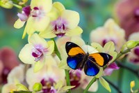 Brush-Footed Butterfly, Callithea Davisi On Orchid Fine Art Print