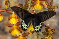 Priapus Batwing Swallowtail Butterfly From SE Asia Fine Art Print
