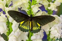 Belus Swallowtail Butterfly On White And Yellow Snapdragon Flower Fine Art Print