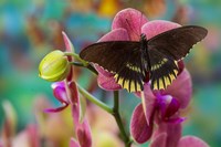 Butterfly Battus Streckerianus From Central And South America Fine Art Print