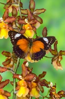 Leopard Lacewing Butterfly Fine Art Print