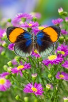 The Star Sapphire Butterfly Fine Art Print