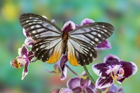 Butterfly Calinaga Buddha, The Freak Fine Art Print