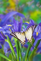 Short-Lined Kite Swallowtail Fine Art Print