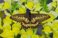 Butterfly Eurytides Corethus In The Papilionidae Family Fine Art Print