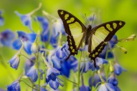 Glassy Bluebottle Butterfly Fine Art Print