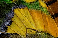 Wing Pattern Of Tropical Butterfly 2 Fine Art Print