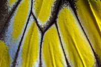 Wing Pattern Of Tropical Butterfly 3 Fine Art Print