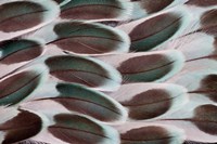 Parakeet Wing Feather Design Fine Art Print