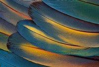 Scarlet Macaw Wing Feathers Fan Design Fine Art Print