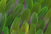 Green Wing Feathers Of A Parrot Fine Art Print