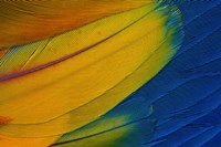 Scarlet Macaw Wing Covert Feathers 1 Fine Art Print
