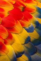 Scarlet Macaw Wing Covert Feathers 2 Fine Art Print