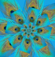 Male Peacock Tail Feather Design Fine Art Print