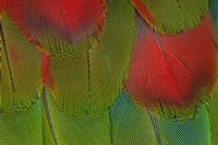 Breast Feathers Of Harlequin Macaw Fine Art Print