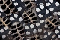 Spots Of White On Mearns Quails Feather Design Fine Art Print