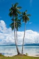 Lonely Palm Tree In The Marovo Lagoon, Solomon Islands Fine Art Print