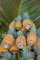 Kingdom Of Tonga, Vava'u Islands, Pineapples Fine Art Print