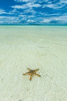Sea Star In The Sand On The Rock Islands, Palau Fine Art Print