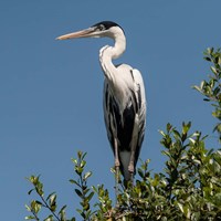 Brazil, Pantanal, Cocoi Heron Fine Art Print