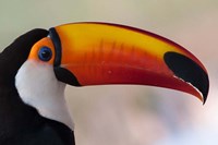 Brazil, The Pantanal Wetland, Toco Toucan In Early Morning Light Framed Print