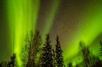 Alaska Aurora Borealis Over Forest Fine Art Print