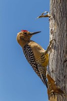 Arizona, Sonoran Desert Male Gila Woodpecker On Ocotillo Fine Art Print